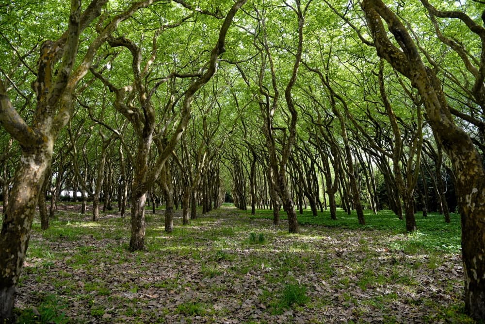 Natureza Caldas da Rainha